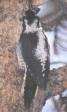 [Three-toed Woodpecker]