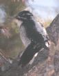[Three-toed Woodpecker]