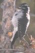 [Three-toed Woodpecker]