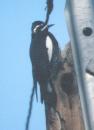 [Williamson's Sapsucker]