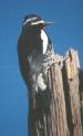 [Williamson's Sapsucker]