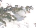[White-tailed Ptarmigan]