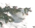 [White-tailed Ptarmigan]
