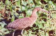 [Bare-throated Tiger Heron]