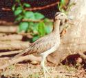 [Double-striped Thick-knee]