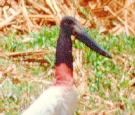 [Jabiru]