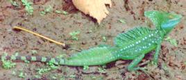 [Basilisk Lizard]