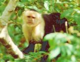 [White-faced Monkey]