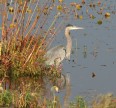 [Great Blue Heron]