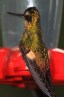 [Buff-winged Starfronlet]