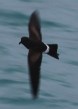 [Elliot's Storm Petrel]