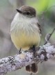 [Galapagos Flycatcher]
