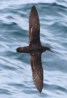 [Galapagos Shearwater]