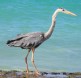 [Great blue Heron]
