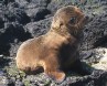 [Galapagos Sea Lion]
