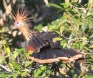 [Hoatzin]