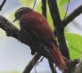 [Pearled Treerunner]