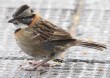 [Rufous-collared Sparrow]
