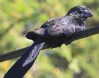 [Smooth-billed Ani]