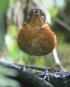[Slate-crowned Antpita]
