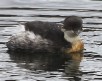 [Silvery Grebe]