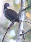 [Speckeld Chachalaca]