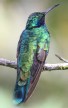 [Sparkling Violetear]