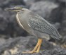 [Striated Heron]