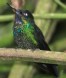 [Tourmaline Sunangel]