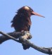 [White-eared Jacamar]