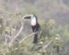 [White-throated Toucan]