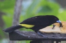 [Flame-rumped Tanager]