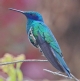 [Sparkling Violetear]