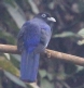 [White-tailed Trogon]