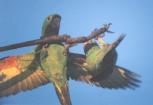 [Mitred Parakeet]