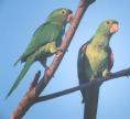 [Mitred Parakeet]