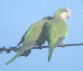 [Monk Parakeet]