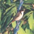 [Red-whiskered Bulbul]