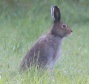 [Arctic Hare]