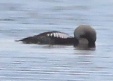 [Arctic Loon]