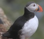 [Atlantic Puffin]
