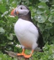 [Atlantic Puffin]