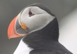[Atlantic Puffin]