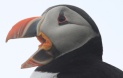 [Atlantic Puffin]