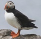 [Atlantic Puffin]