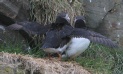 [Atlantic Puffin]