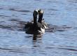 [Barnacle Goose]