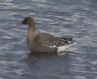 [Bean Goose]