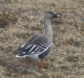 [Bean Goose]