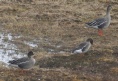 [Bean Goose]